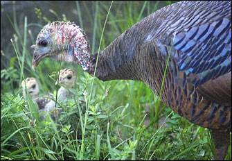 Photo of wild turkeys