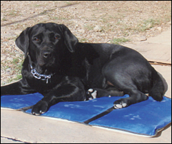 Military Therapy Dog