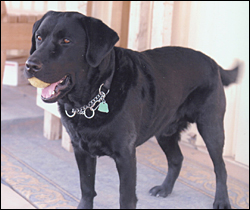 Military Therapy Dog