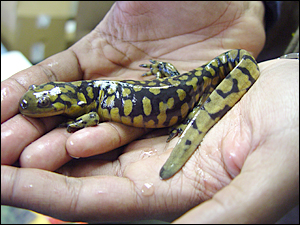 Photo of Tiger Salamander