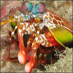 mantis shrimp