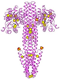 native protein structure