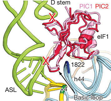 messenger RNA