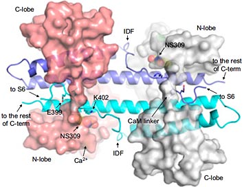Protein crystals of calmodulin