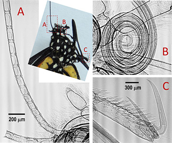 X-ray image of the butterfly antennae, the mouth, and one of claws