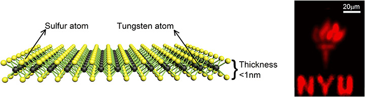 The single-atom-thick tungsten disulfide