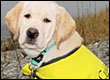 Guide dog puppy