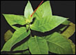 plant growth