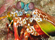mantis shrimp