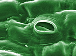 Stoma in a tomato leaf