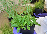 A Brookhaven Lab research team plants