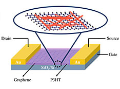Cartoon of the graphene-P3HT nanowire hybrid field-effect transistor