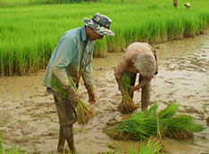 rice crops