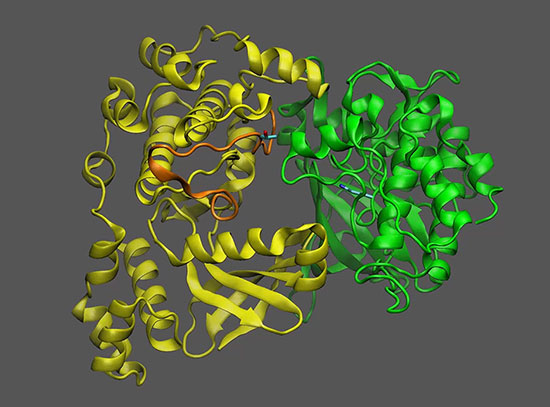 Yellow and green coils represent proteins