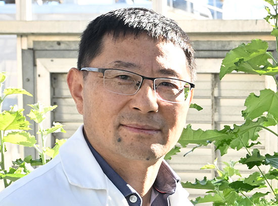 CJ Liu in the greenhouse at Brookhaven National Laboratory with poplar trees.