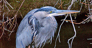 photo of blue heron