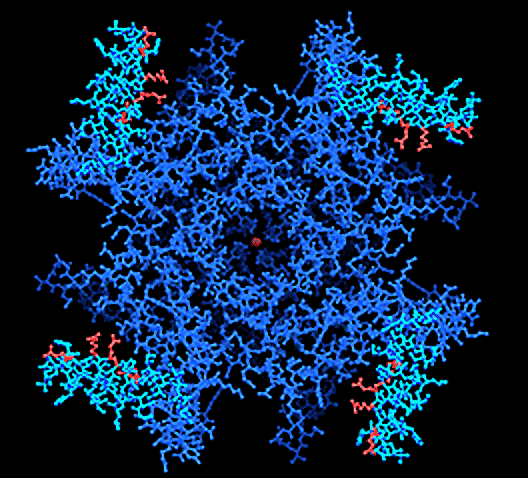 potassium ion channels