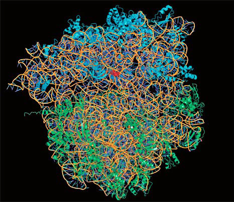 image of ribosome