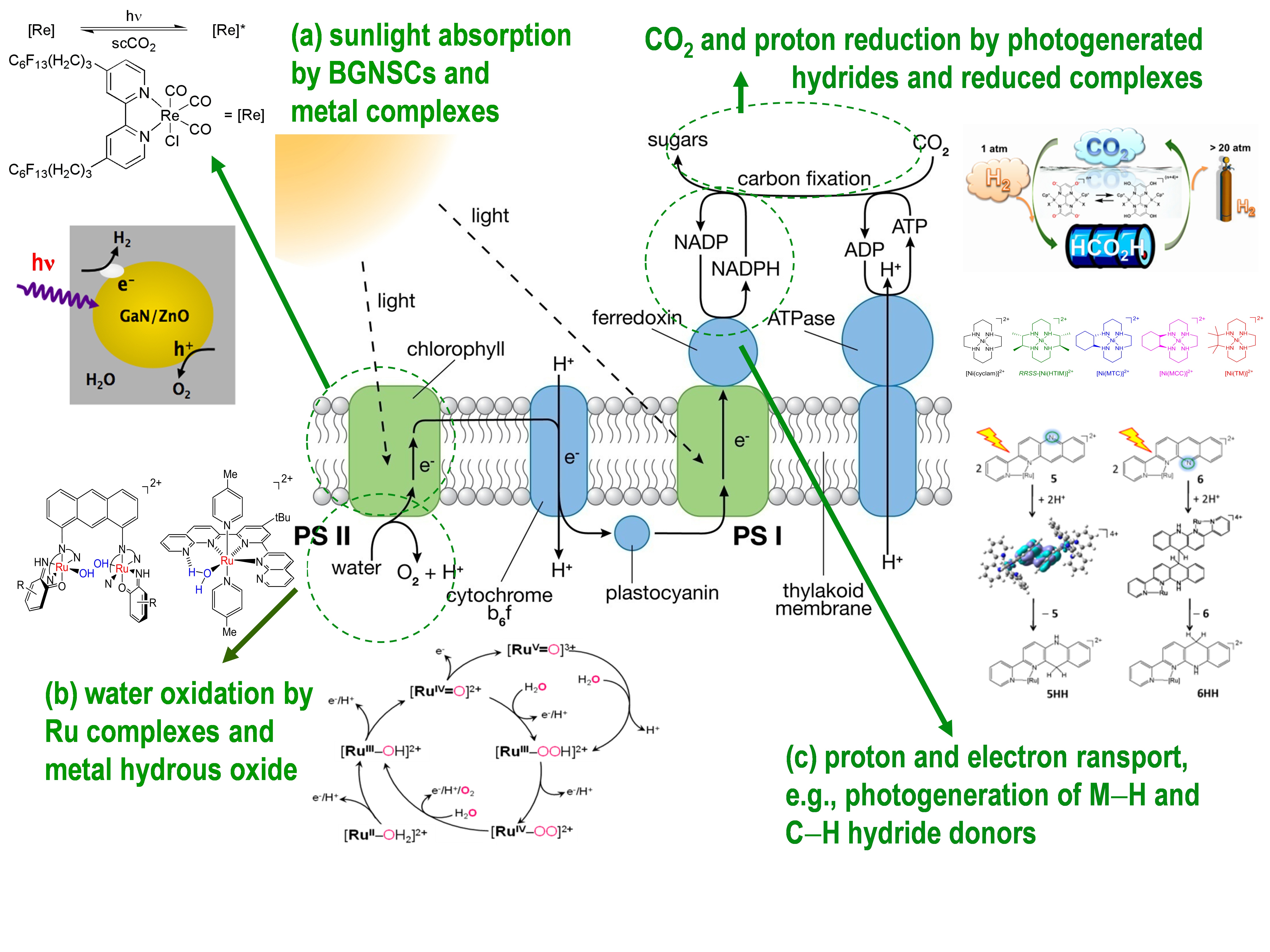 Photosynthesis essay ap bio