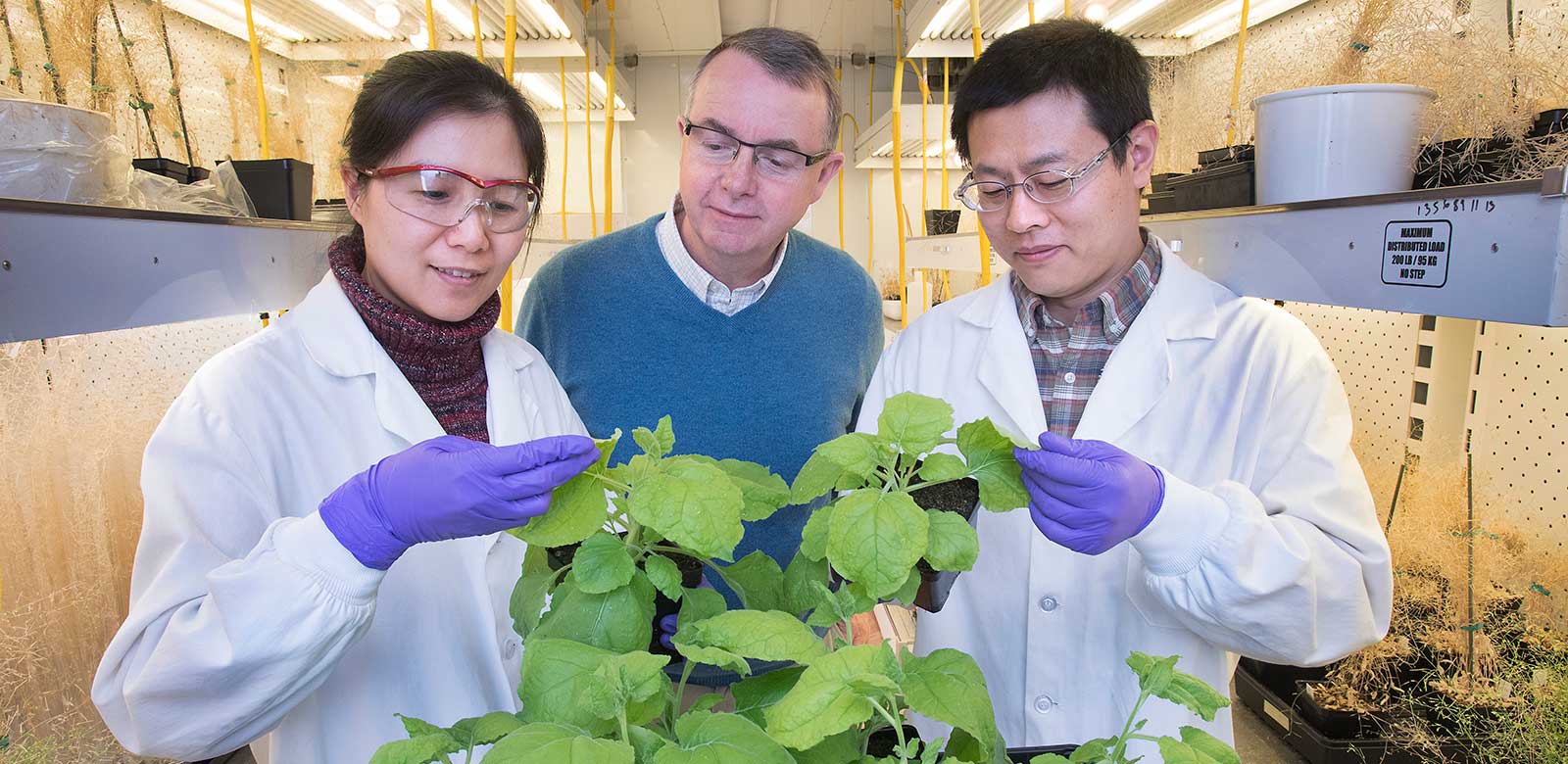 photo of biologists and tobacco plant