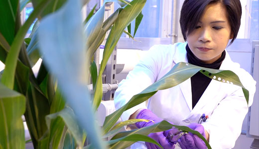 photo of scientist working over plants in greenhouse