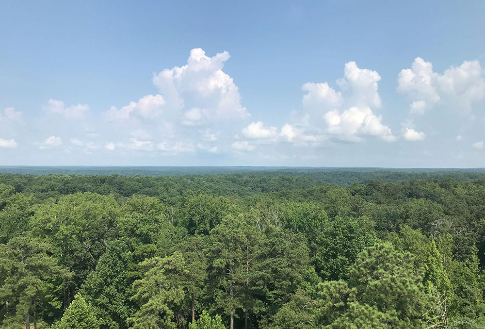 photo of the Bankhead National Forest