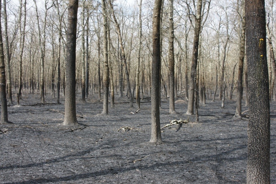 Day After April 9, 2012 Wildfire
