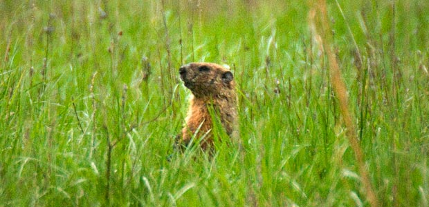 Upton Ecological Reserve