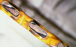 view of the cable with holes