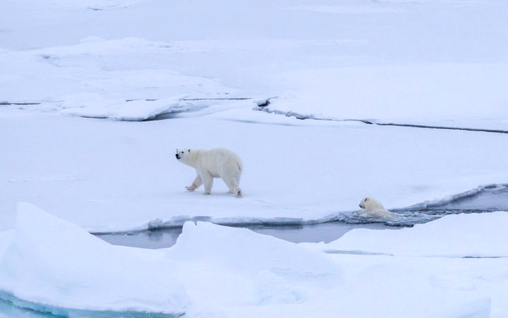 photo of polar bears