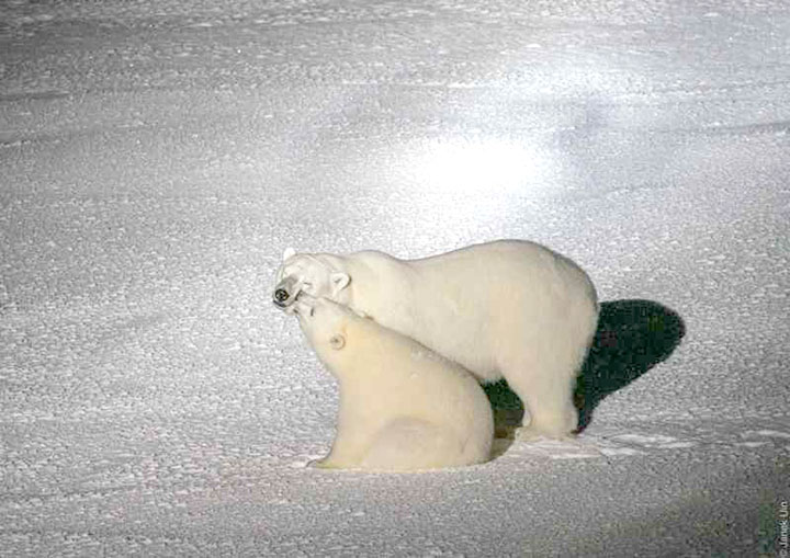 photo of polar bears