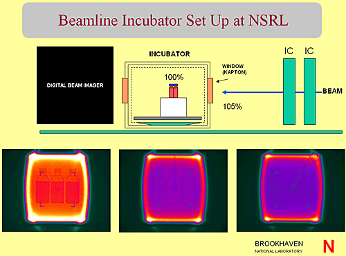 Incubator