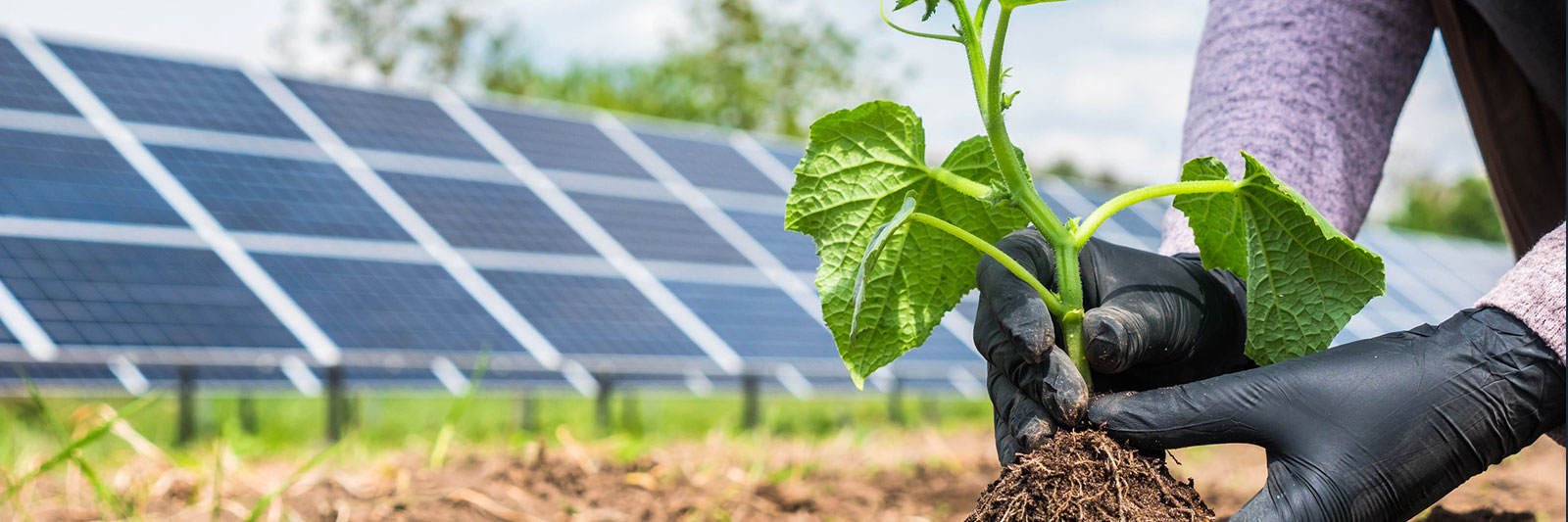 photo of hands holding a plant in front of a solar array