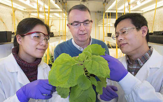 photo of scientist with plants