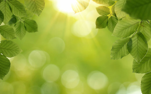 photo of leaves in the sun