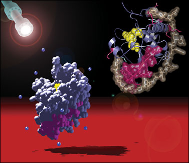 Image of adenovirus protease