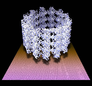 Picture of microtubule