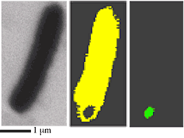 Bacteria figure