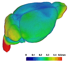 Mouse brain