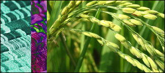 Photo of rice