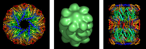 Proteasome images