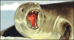 Crabeater seal