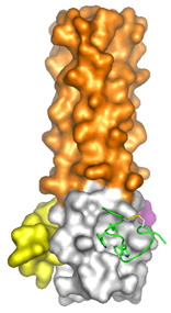 Image of HIV protein