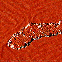 Image of ceria nanoparticles