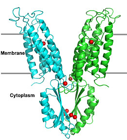 Image of molecular model