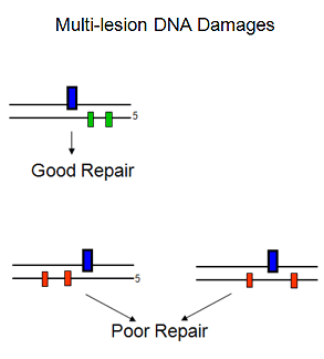 DNA lesions