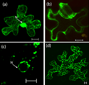 Image of fluorescence