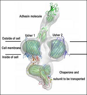 cryo-EM structure