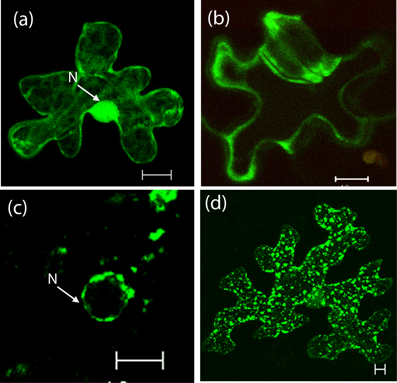 Plant enzymes. Plant Enzymes состав. How to make sterilization with Enzyme Plants Leaf. Importance of Enzymes in alcohol Production Technology. Plant Enzymes in Denmark.