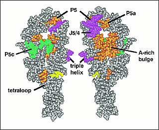 Tetrahymena L-21 ribozyme